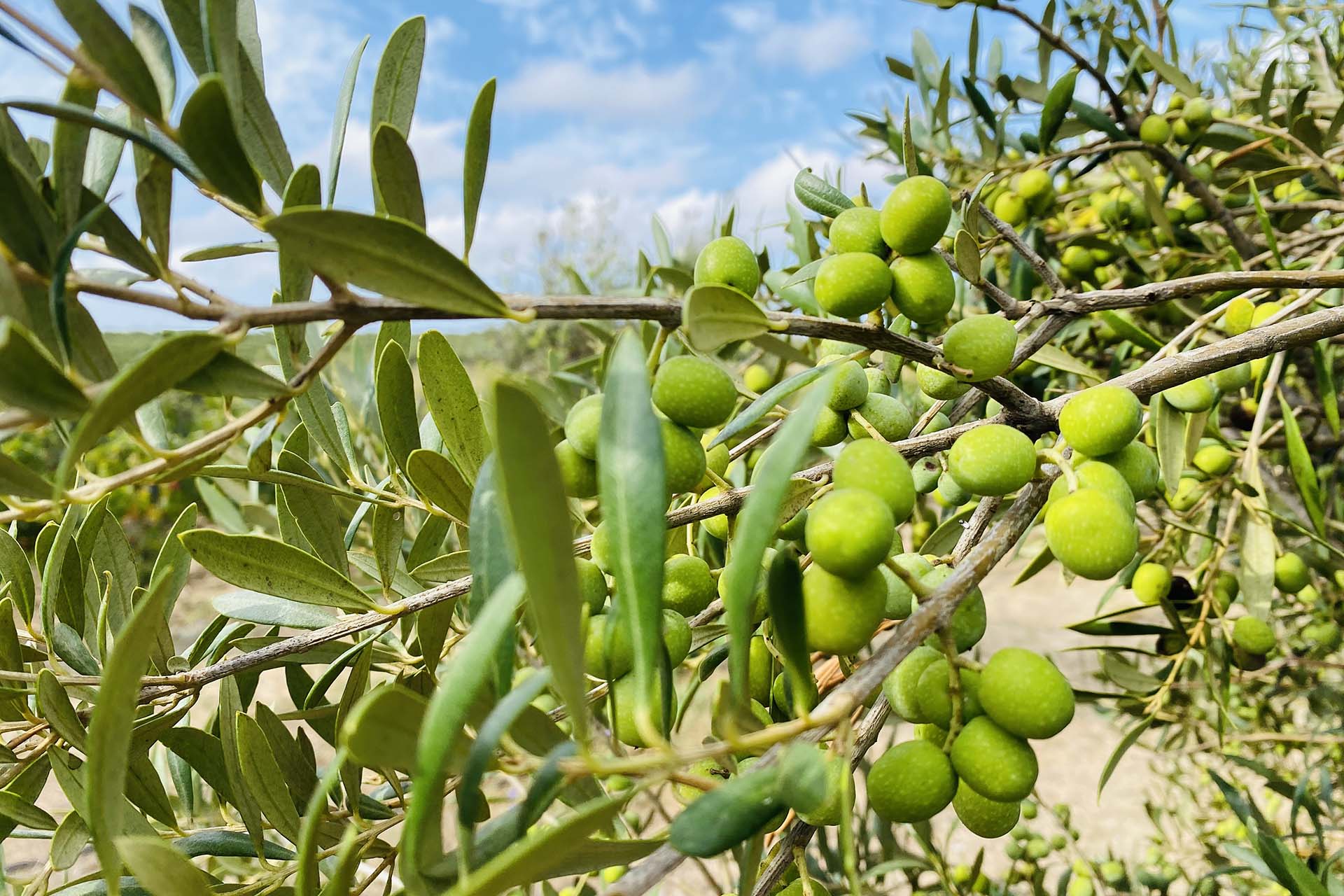 Arbequina