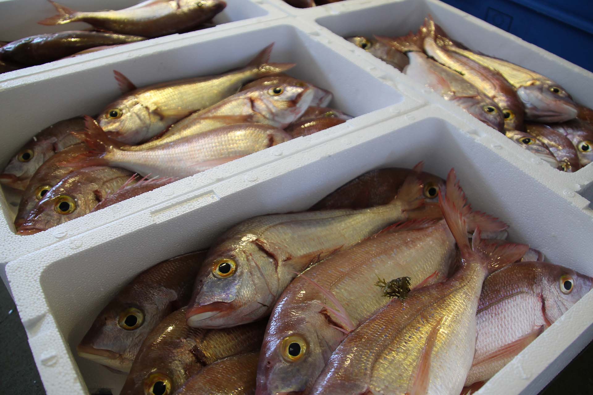Pesca artesanal de Conil