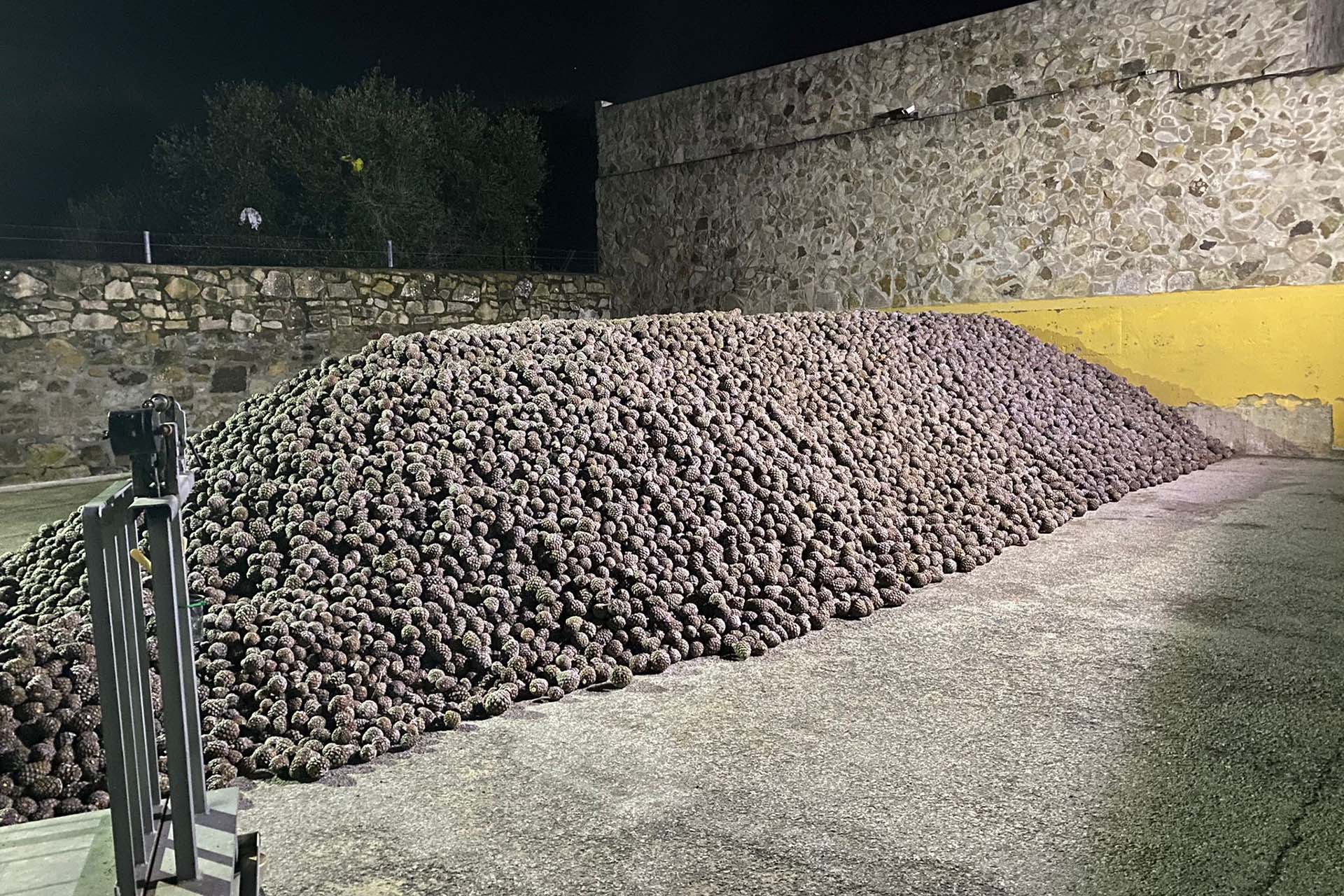 La recolección de piñas