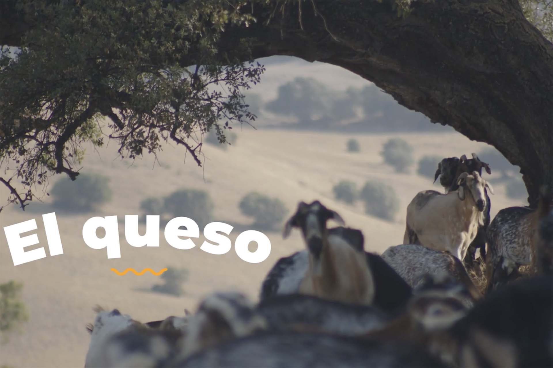 El queso de La Janda - Vídeo 