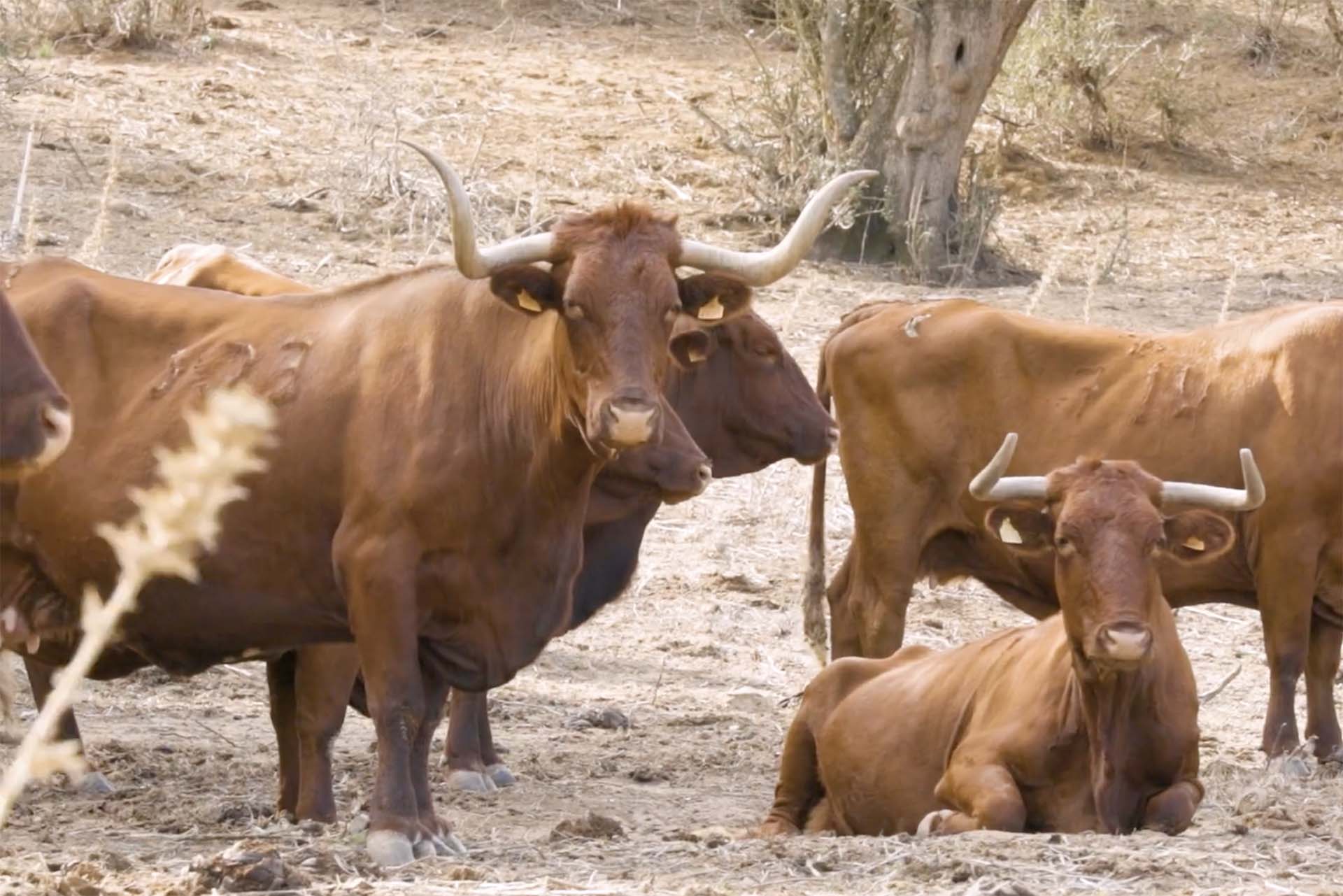 Carne retinta de La Janda - Vídeo