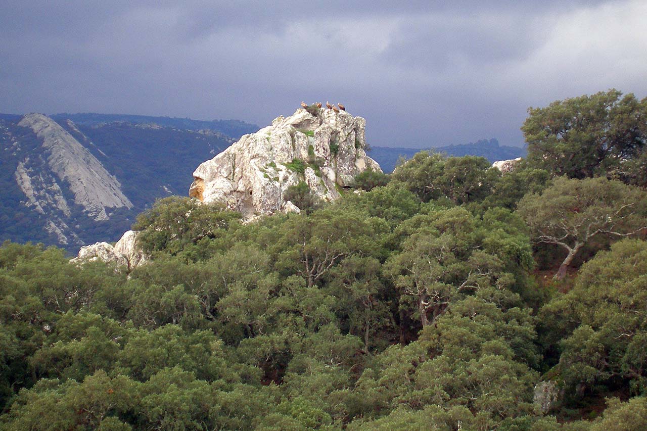 Parque Natural de los Alcornocales